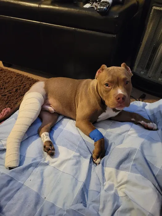 Wildcat Veterinary Clinic Picture 5