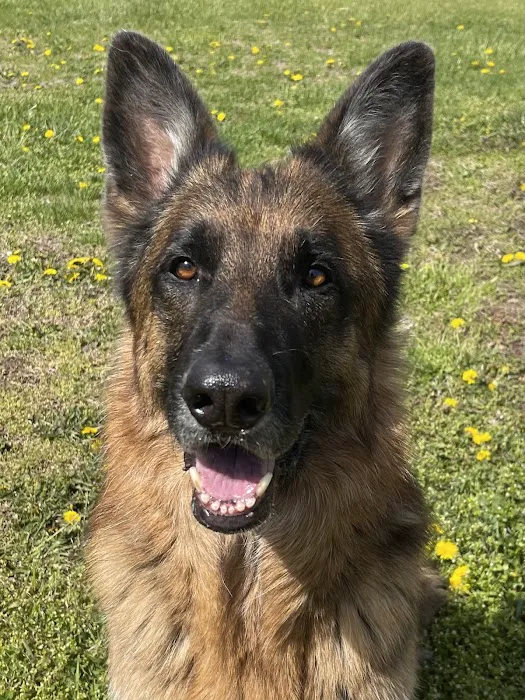 Wildcat Veterinary Clinic Picture 10