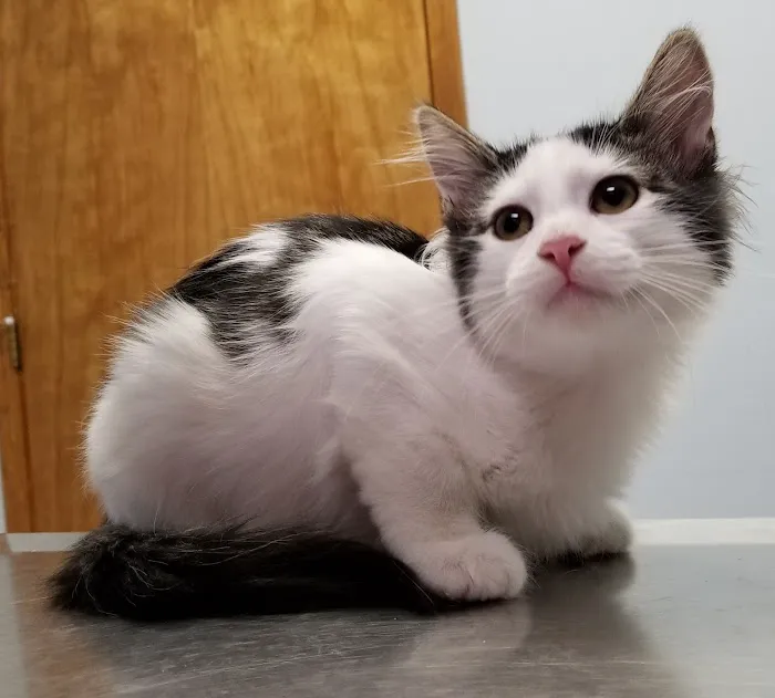 Louisburg Animal Clinic Picture 5