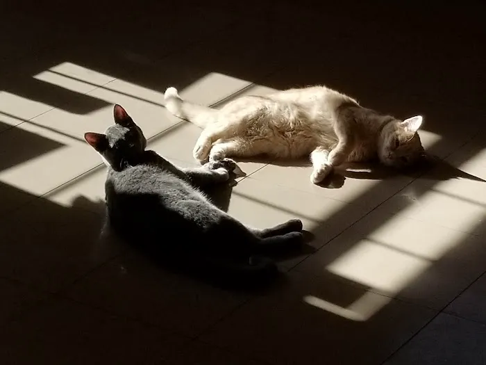 Louisburg Animal Clinic Picture 3