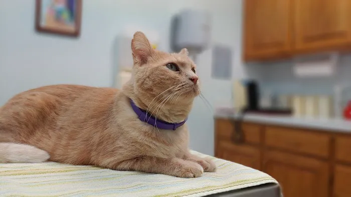 Louisburg Animal Clinic Picture 4