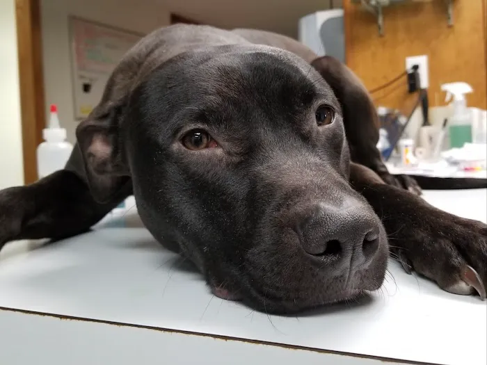 Louisburg Animal Clinic Picture 10