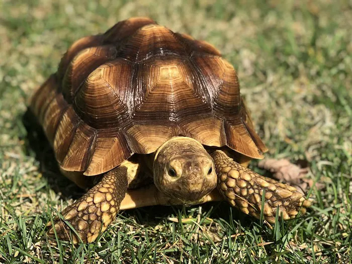 All Creatures Small Animal Picture 1