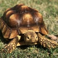 All Creatures Small Animal ico