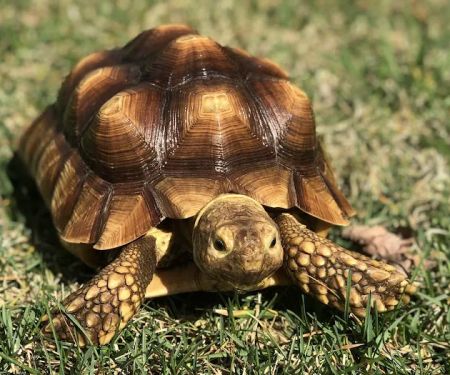 All Creatures Small Animal