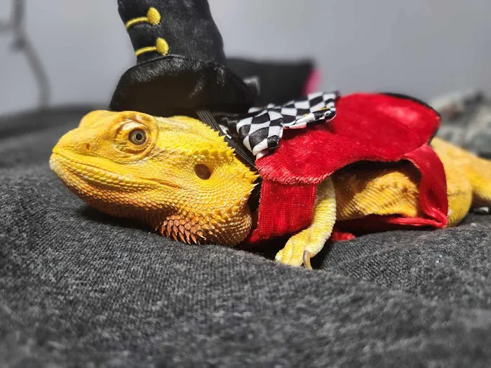 All Creatures Small Animal Picture 3