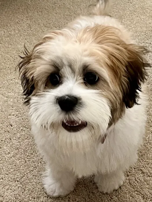 All Creatures Small Animal Picture 4