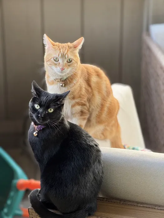 All Creatures Small Animal Picture 6