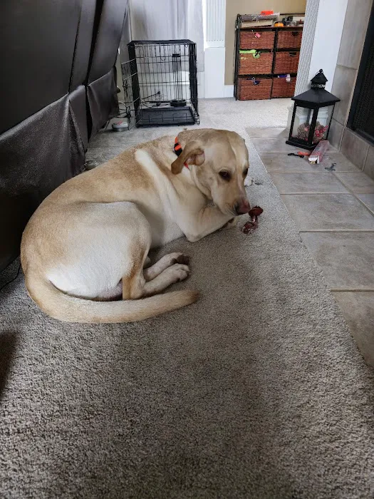 All Creatures Small Animal Picture 8