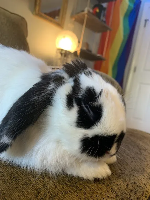 All Creatures Small Animal Picture 5