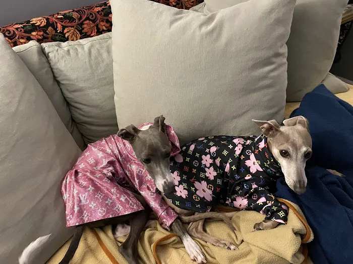 All Creatures Small Animal Picture 9