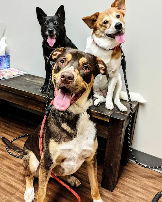 Lionsgate Pet Hospital Picture 2