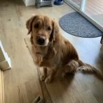 Lionsgate Pet Hospital