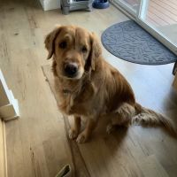 Lionsgate Pet Hospital ico