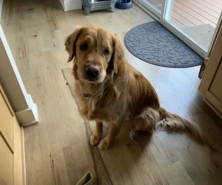 Lionsgate Pet Hospital