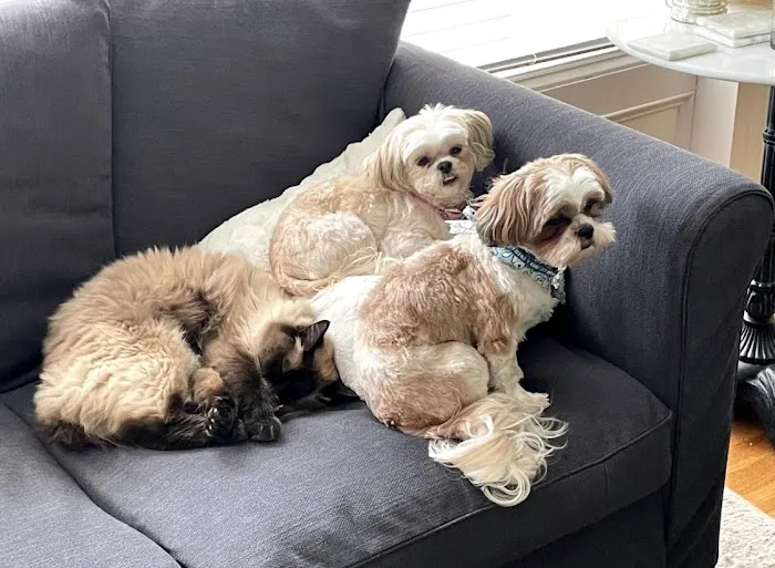 Lionsgate Pet Hospital Picture 3