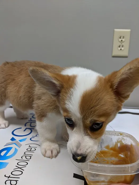 Lionsgate Pet Hospital Picture 9