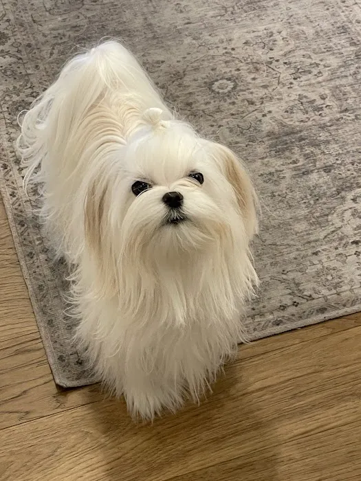 Lionsgate Pet Hospital Picture 10