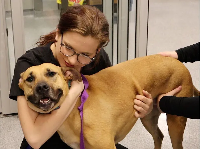 Overland Park Veterinary Emergency and Specialty Picture 2