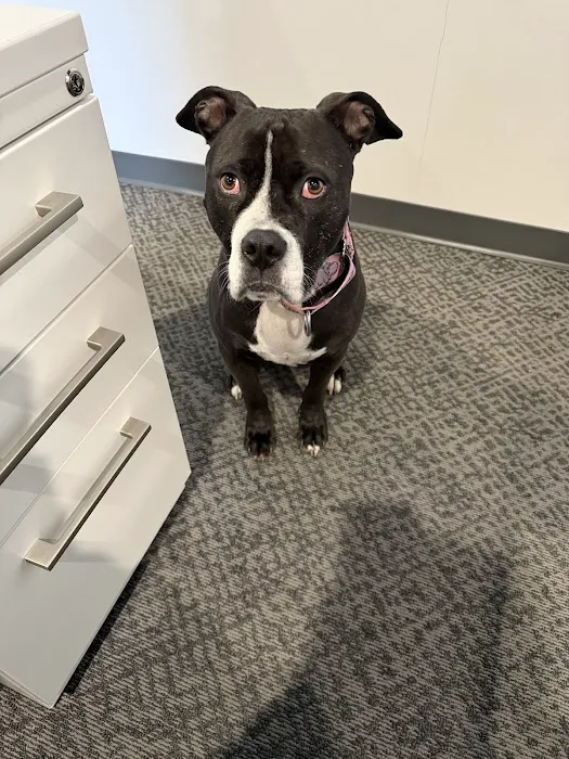 Overland Park Veterinary Emergency and Specialty Picture 1