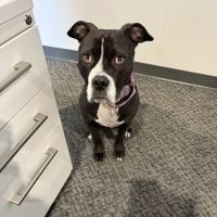 Overland Park Veterinary Emergency and Specialty ico