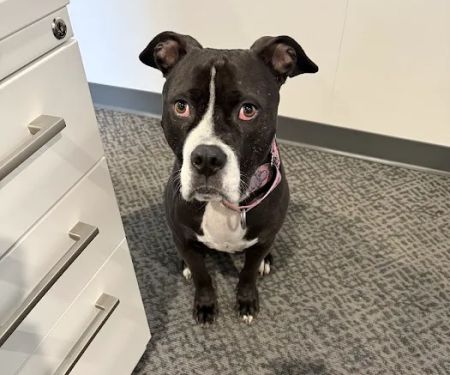 Overland Park Veterinary Emergency and Specialty