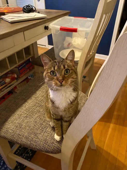 Overland Park Veterinary Emergency and Specialty Picture 4