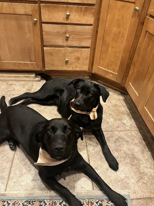 Overland Park Veterinary Emergency and Specialty Picture 5