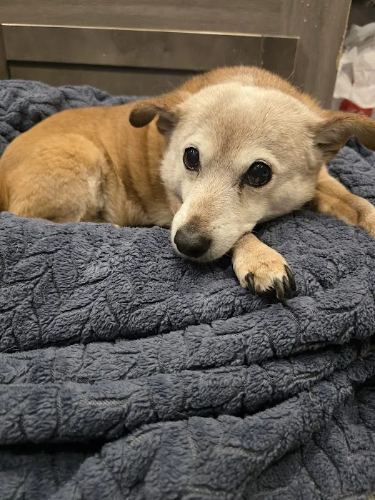 Overland Park Veterinary Emergency and Specialty Picture 3