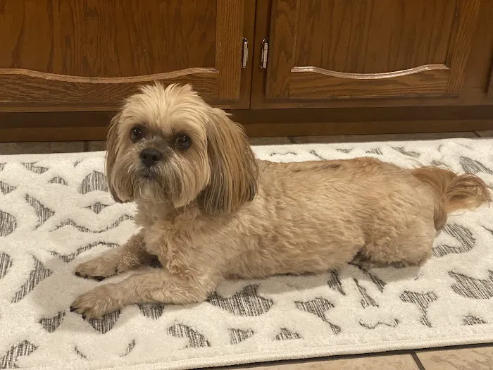 Overland Park Veterinary Emergency and Specialty Picture 6