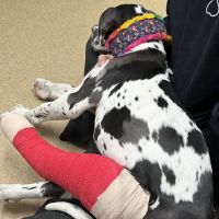 Stanley Veterinary Clinic ico