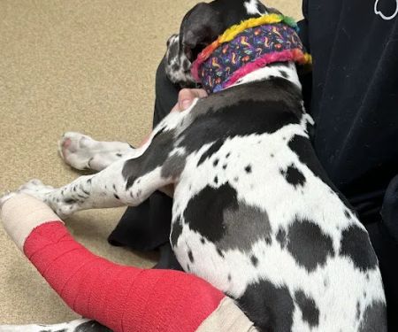 Stanley Veterinary Clinic