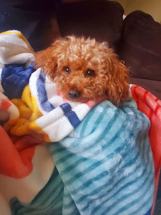 Stanley Veterinary Clinic Picture 6