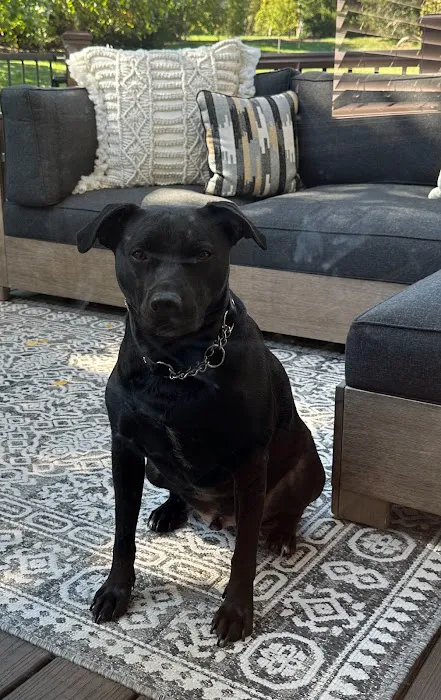 Stanley Veterinary Clinic Picture 4