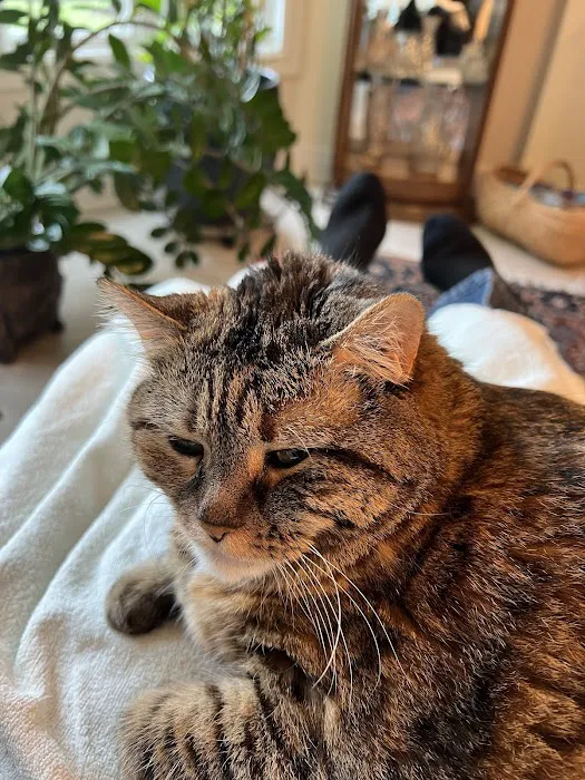 Stanley Veterinary Clinic Picture 9