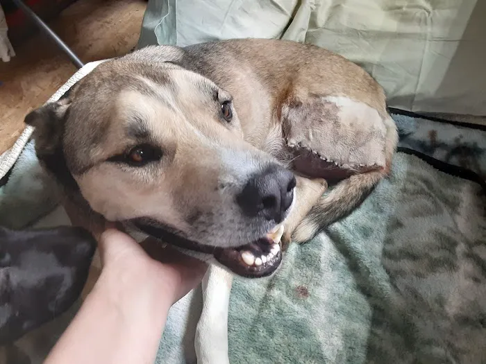 Rusty Waide DVM Picture 2