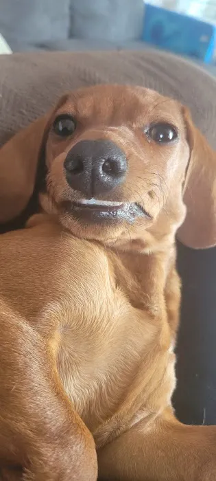 Rusty Waide DVM Picture 3