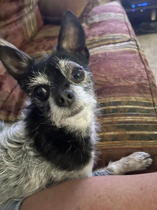 Rusty Waide DVM Picture 4