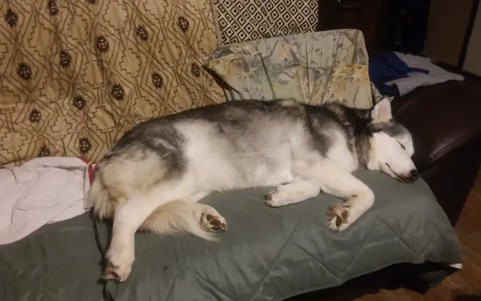 Rusty Waide DVM Picture 5