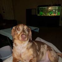 Buffalo Vet Clinic ico