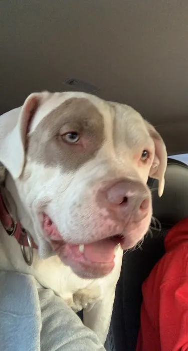 Buffalo Vet Clinic Picture 8