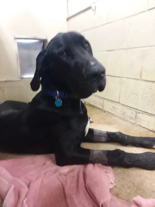 Moore Veterinary Clinic Picture 1