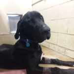 Moore Veterinary Clinic