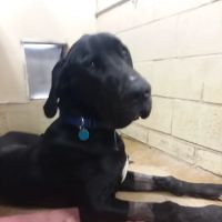 Moore Veterinary Clinic ico