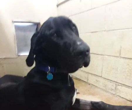 Moore Veterinary Clinic