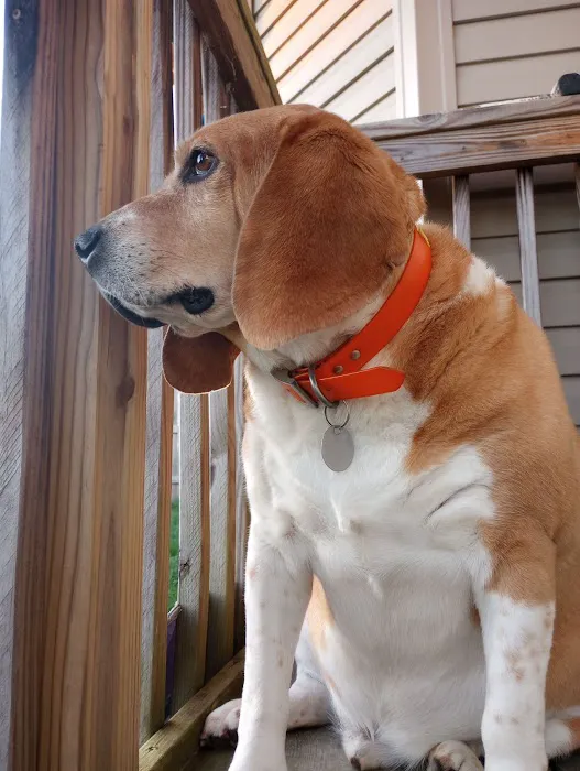 Moore Veterinary Clinic Picture 8