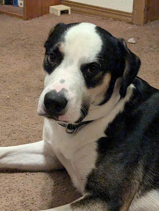 Bolivar Pet Hospital Picture 1