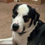 Bolivar Pet Hospital