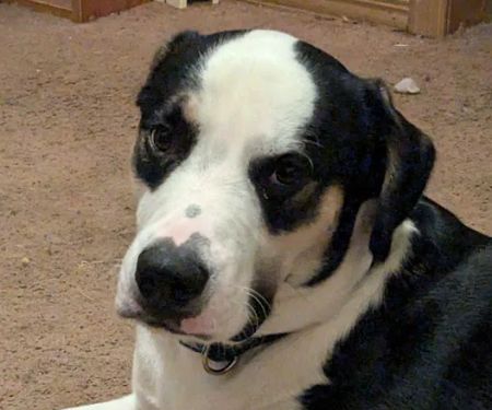 Bolivar Pet Hospital