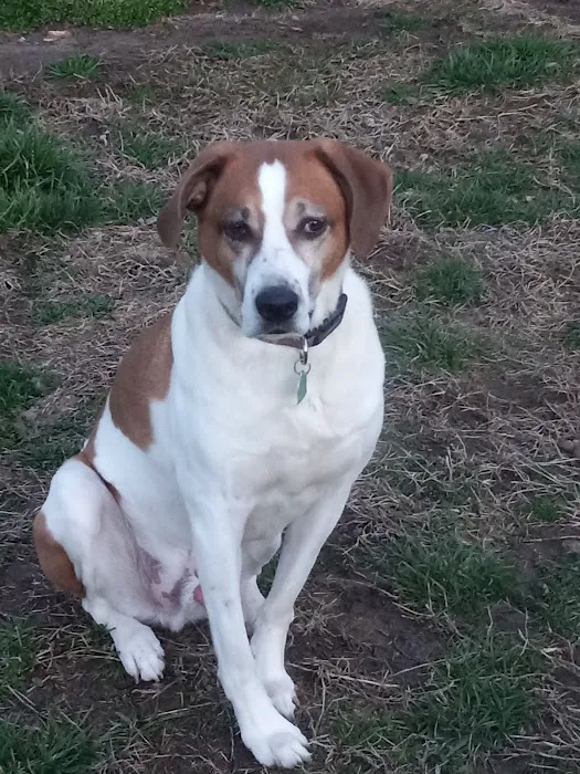 Bolivar Pet Hospital Picture 5